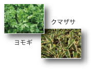 ベリテージュクレンジングミルクの成分その１